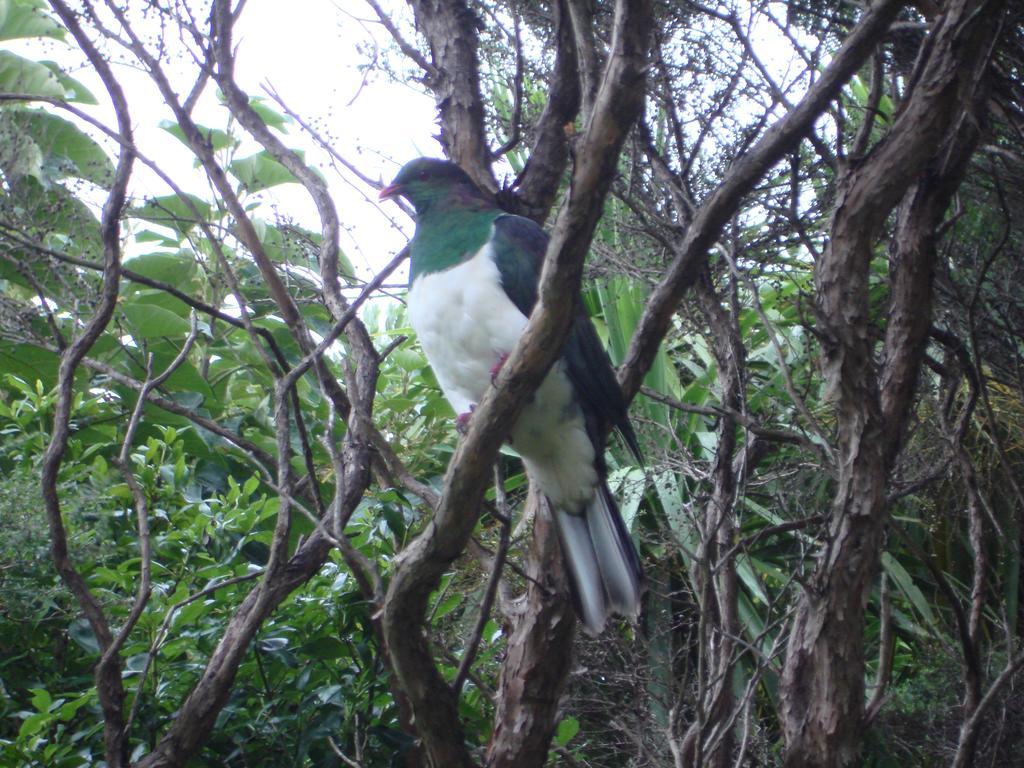 Manuka Lodge Tryphena Buitenkant foto